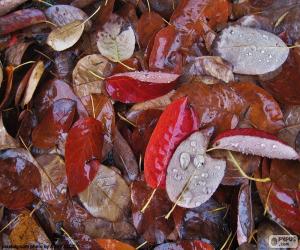 Puzzle Φύλλα του φθινοπώρου, υγρό